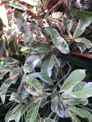 Pseuderanthemum carruthersii