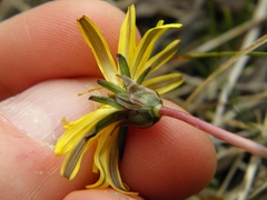 Taraxacum palustre
