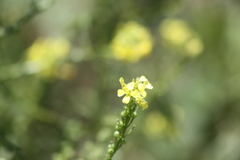 Rapistrum rugosum