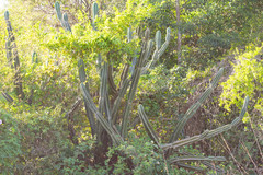 Cereus stenogonus