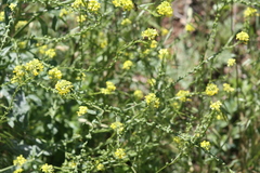 Rapistrum rugosum