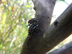 Neodiplogrammus quadrivittatus