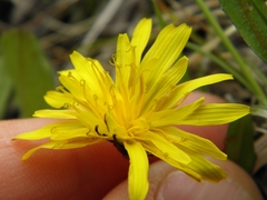 Taraxacum palustre