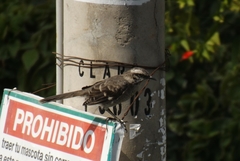 Mimus longicaudatus