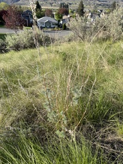 Artemisia frigida