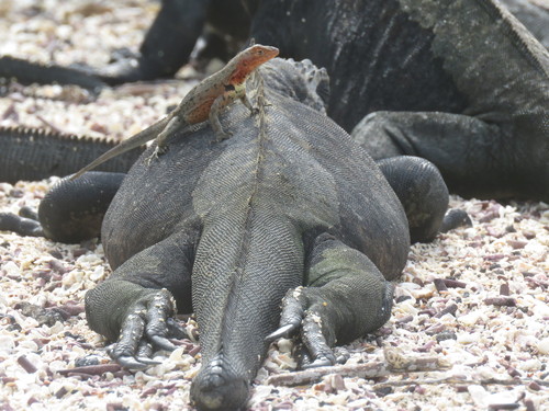 Galapagos Lava Lizard, Microlophus albemarlensis