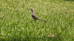 Mimus longicaudatus