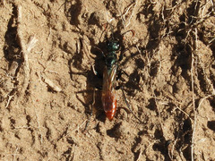 Chlorion hemipyrrhum