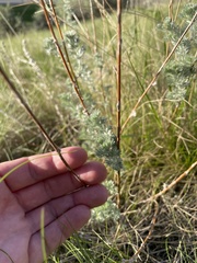 Artemisia frigida