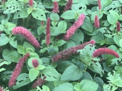 Acalypha hispida
