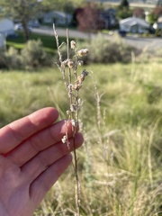 Artemisia frigida