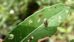 Galerucella nymphaeae