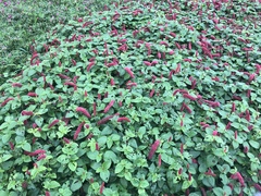 Acalypha hispida