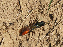 Chlorion hemipyrrhum