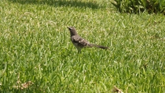 Mimus longicaudatus