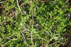 Bacopa monnieri
