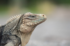Cyclura nubila
