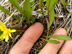 Taraxacum palustre