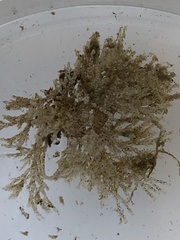 Bugulidae