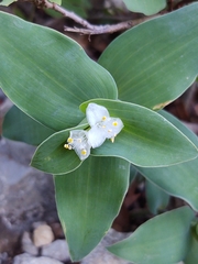 Tradescantia brevifolia