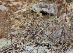 Dudleya abramsii affinis