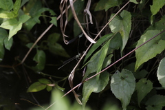 Pseudocopera ciliata