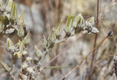 Dudleya abramsii affinis