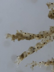 Bugulidae