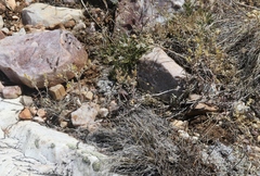 Dudleya abramsii affinis
