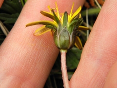 Taraxacum palustre