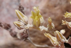 Dudleya abramsii affinis