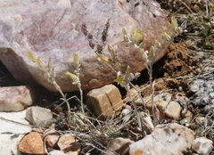 Dudleya abramsii affinis