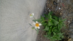 Bidens