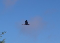 Dendrocygna autumnalis