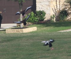 Dendrocygna autumnalis
