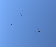 Amazona viridigenalis