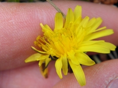 Taraxacum palustre