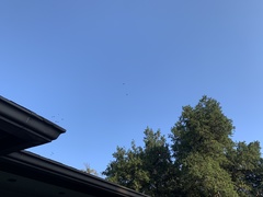 Amazona viridigenalis