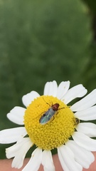 Diptera