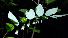 Polygonatum biflorum biflorum