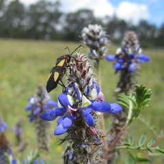 Oncopeltus orourkeae