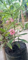 Carphalea