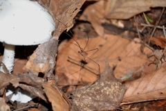 Leiobunum nigropalpi