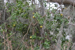 Citrus × aurantium