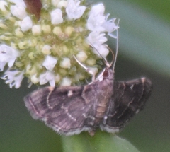 Cryptobotys zoilusalis