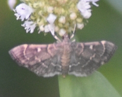 Cryptobotys zoilusalis