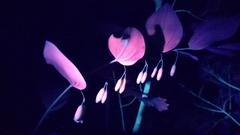 Polygonatum biflorum biflorum