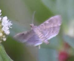 Cryptobotys zoilusalis