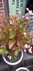 Begonia