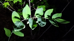 Polygonatum biflorum biflorum